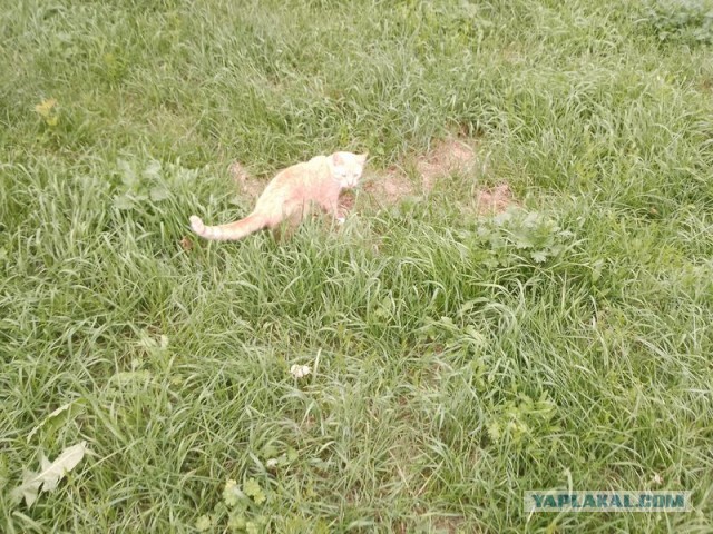 Жизнь домашнего приюта для котеек 549