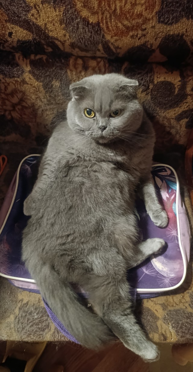 К котовторнику