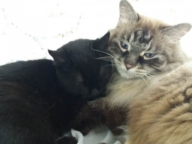 С котовторником!