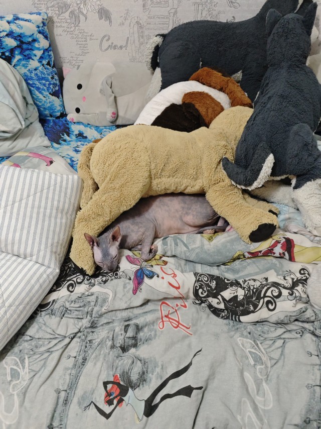 В защиту кошек породы Сфинкс канадский...