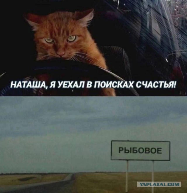 Кот пропал