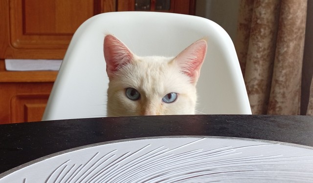 Котэвторник