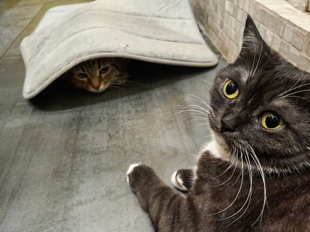 Хороший котик