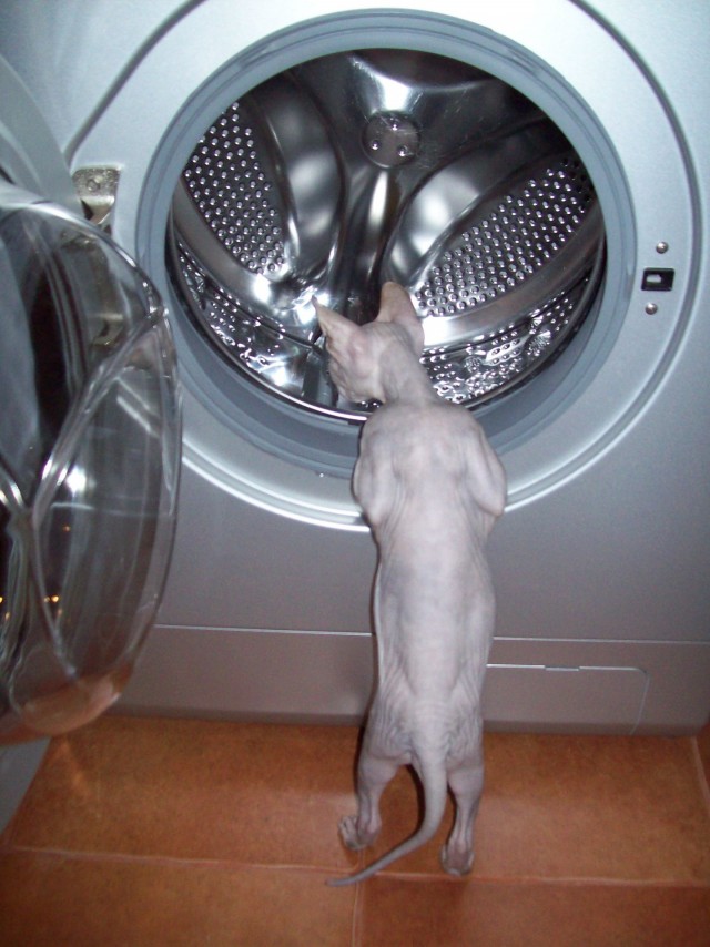 К-котовторник