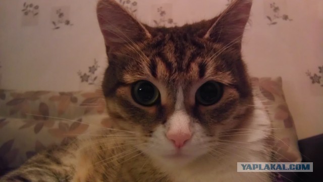 Котовторник   31.12.  2013