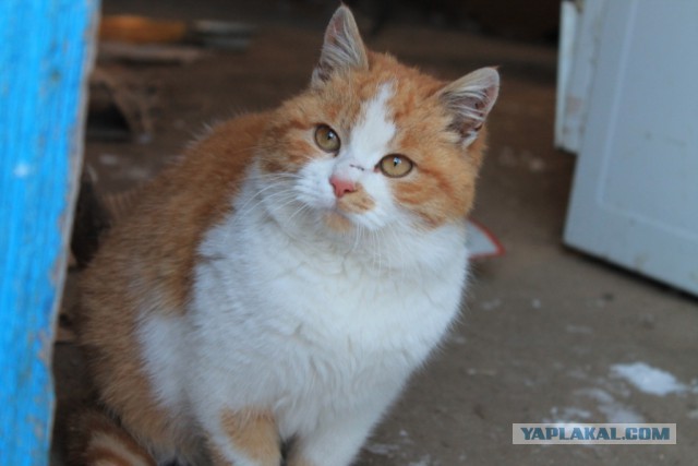 Котовторник 4.02.2014