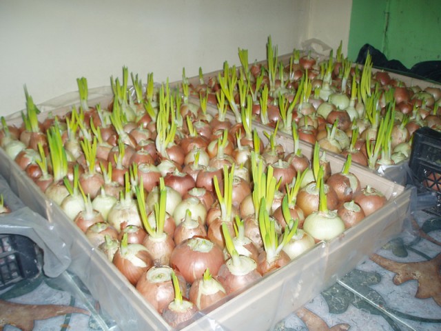 Зеленый лук.