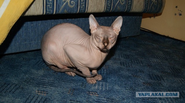 Котовторник 05.03.13
