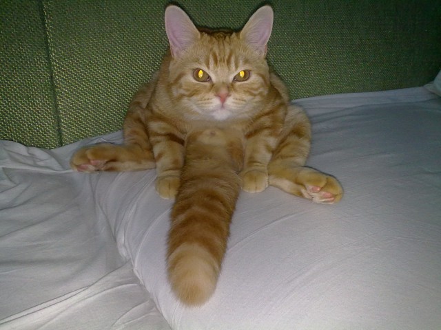 Котовторник 10.06.2014