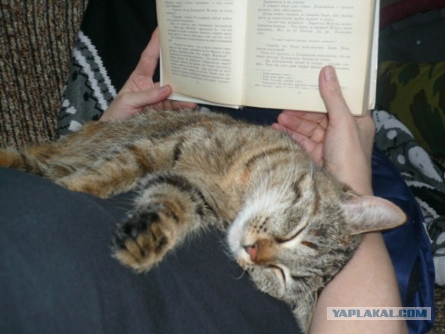 Обращение к родителям, невоспитывающим своих детей