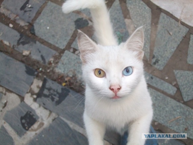 Необычный котёнок.