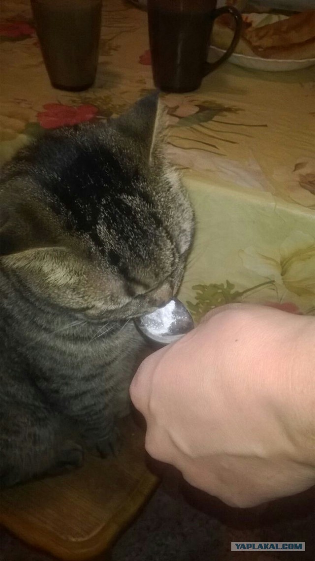 Котовторник 11.11.2014