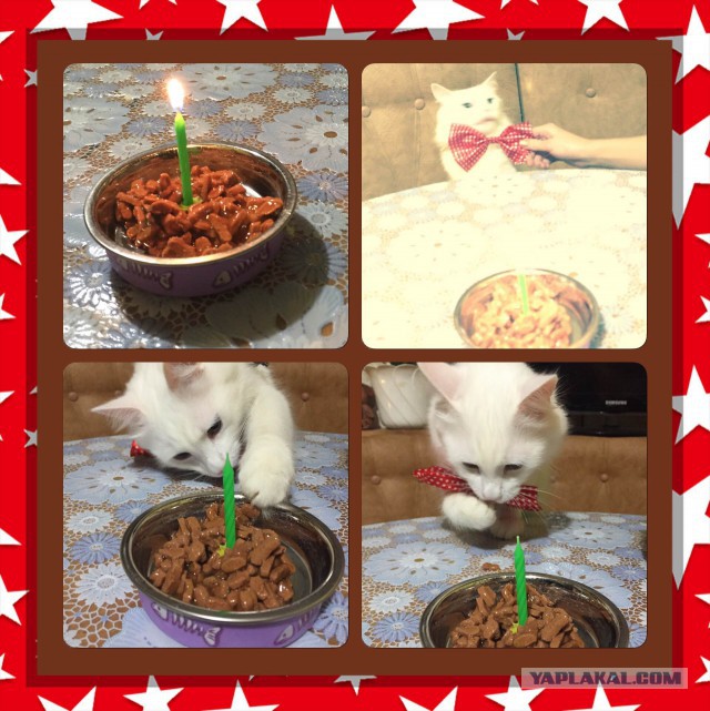 Котовторник 30.12.2014