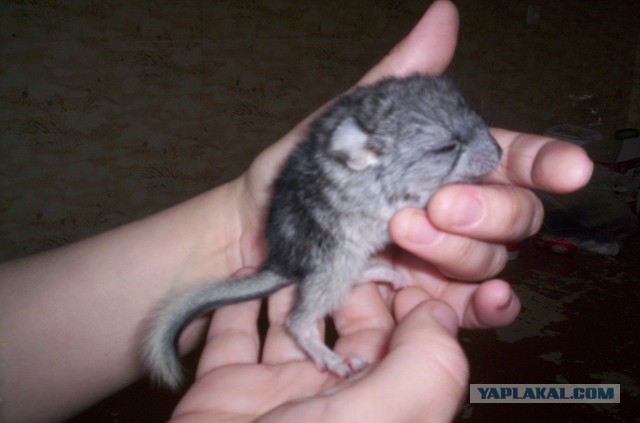 Забавные животные