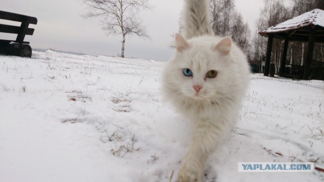 Ремонт в японском стиле