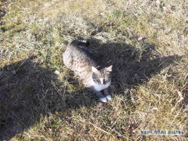 Жизнь домашнего приюта для котеек 56
