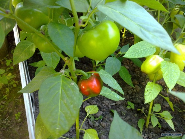 Строим теплицу своими силами.