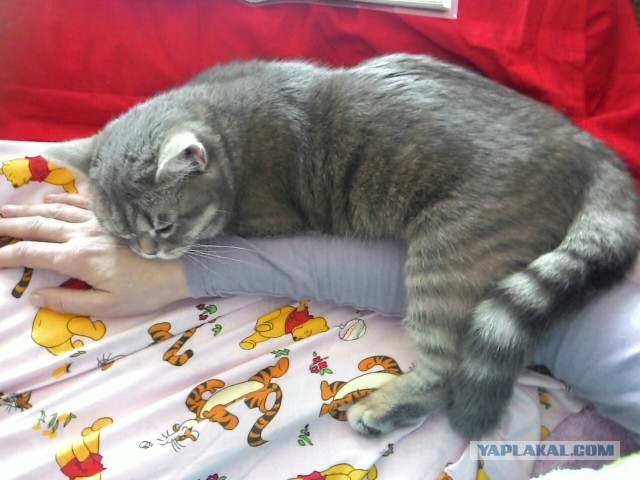 Котовторник 5.05.2015.