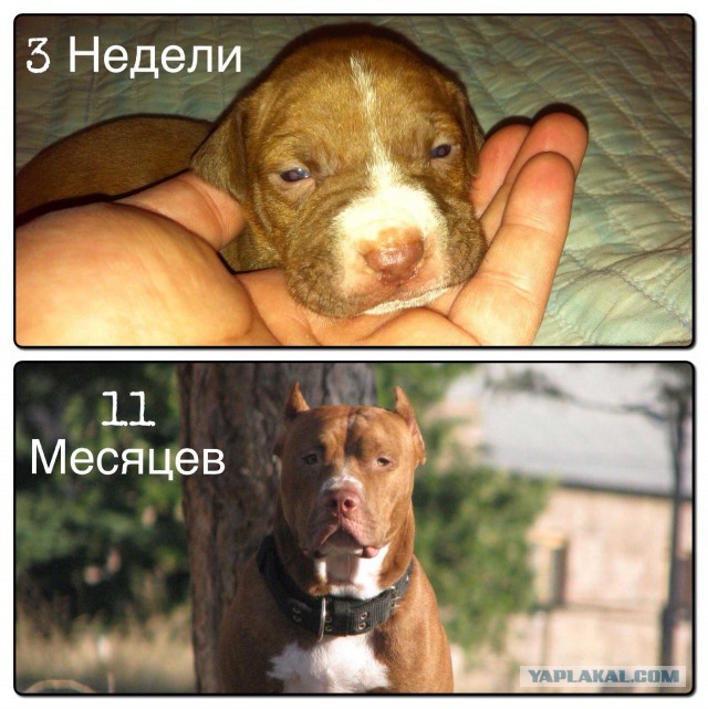 Росло-росло и выросло