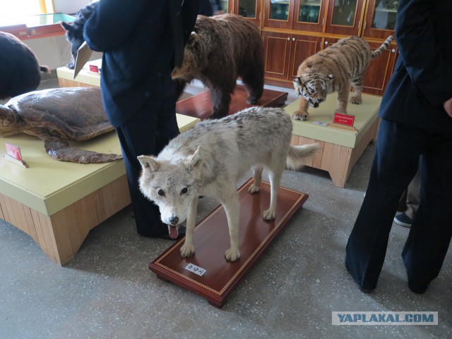 10 дней в КНДР. Посещение горы Пэкту
