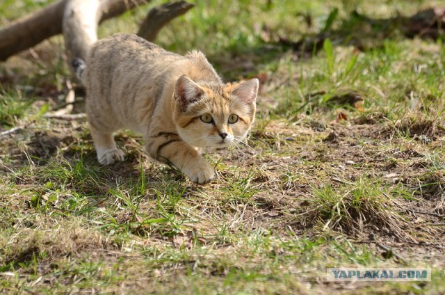 Котовторник 13.10.2015
