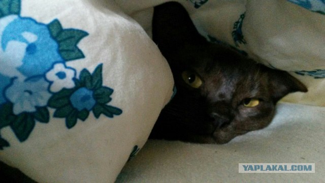Котовторник 17.11.2015