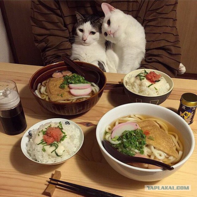 Котовторник