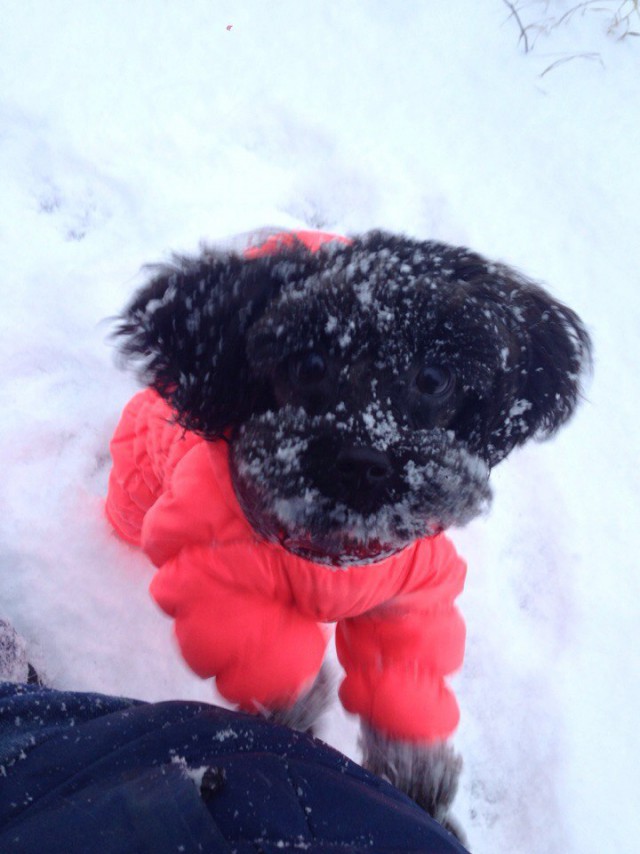 Как нашли собаку