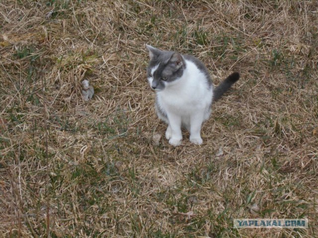 Жизнь домашнего приюта для котеек 107