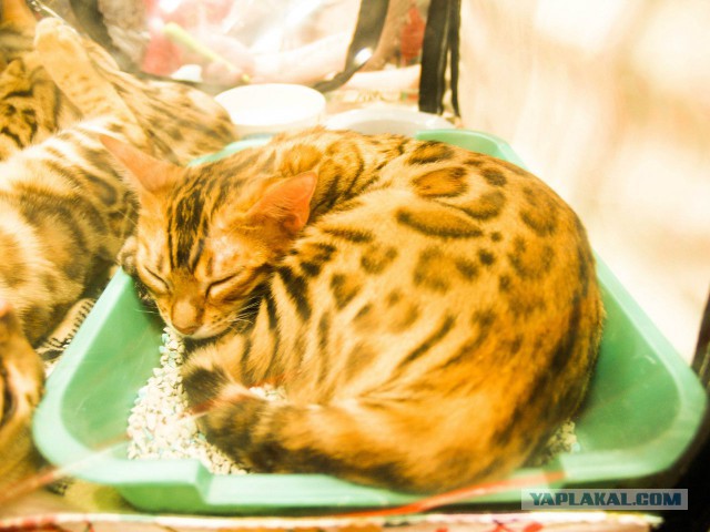 Выставка кошек в Сокольниках