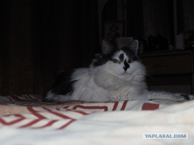 Котовторник 21.06.16