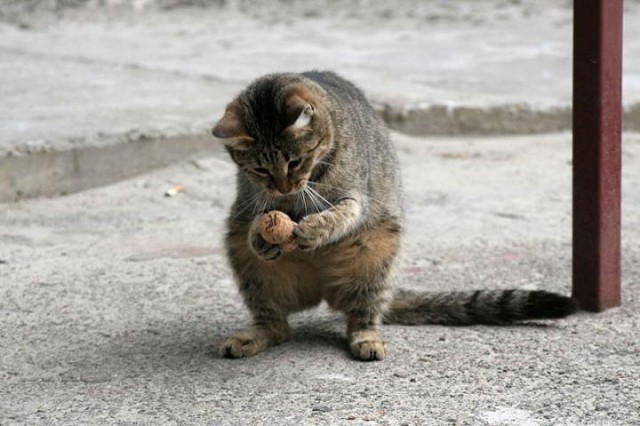 Коты из сети