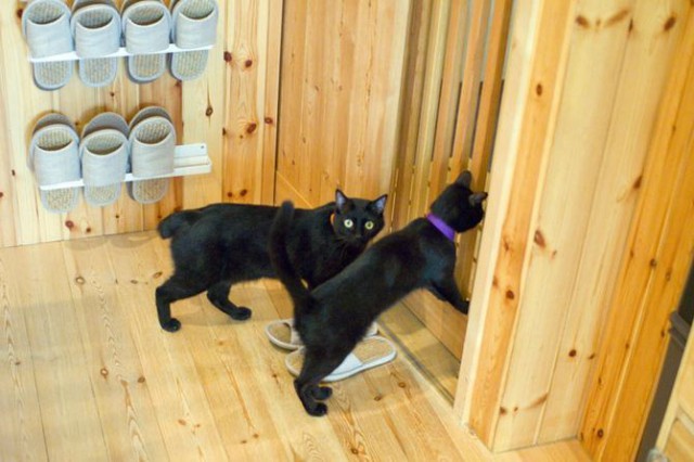 Коты из сети