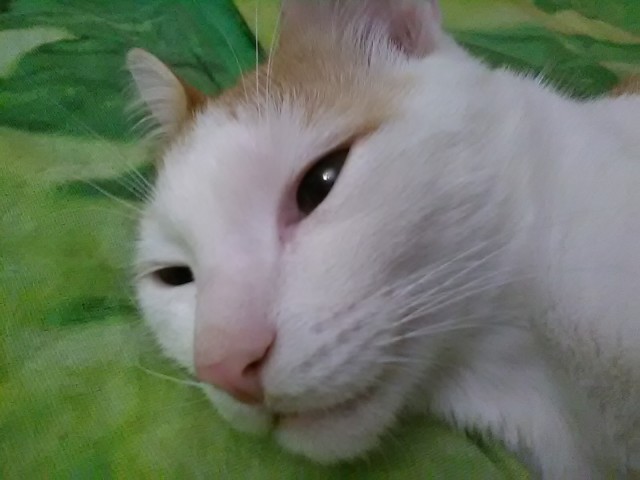 Котовторник 11/04/2017