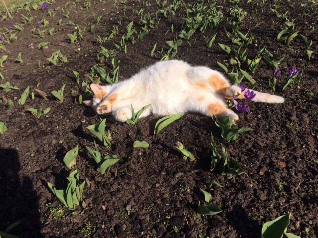 Коты и Кошки