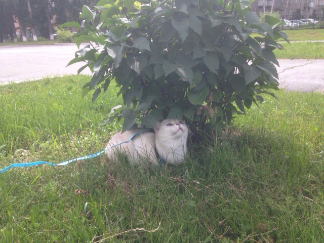 Котовторник 18.07.2017