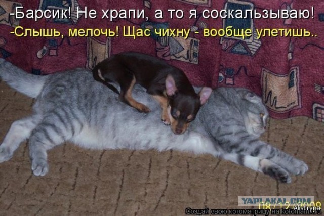 Подборка прикольных картинок на вторник