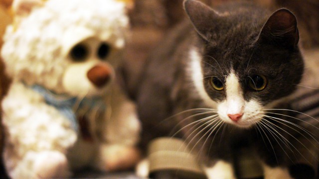 Котовторник