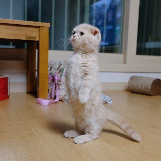 Коты и Кошки