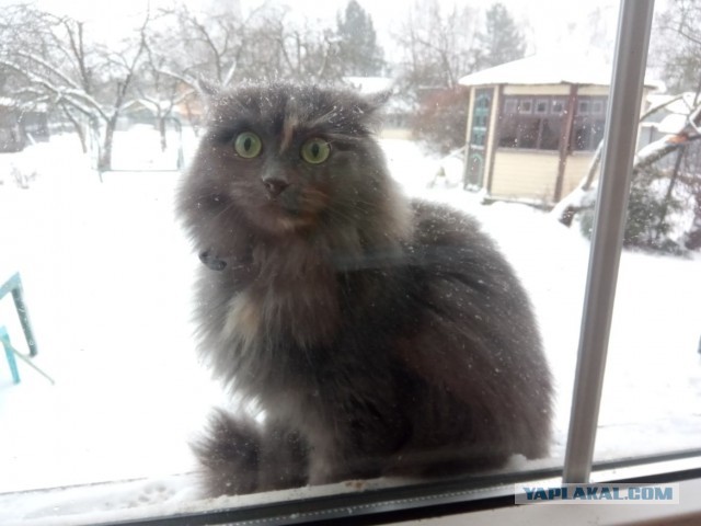 Котовторник!