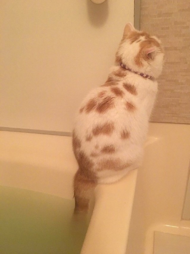 Прикольных котов пост