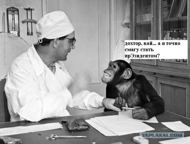 В США учёные скрестили человека и шимпанзе