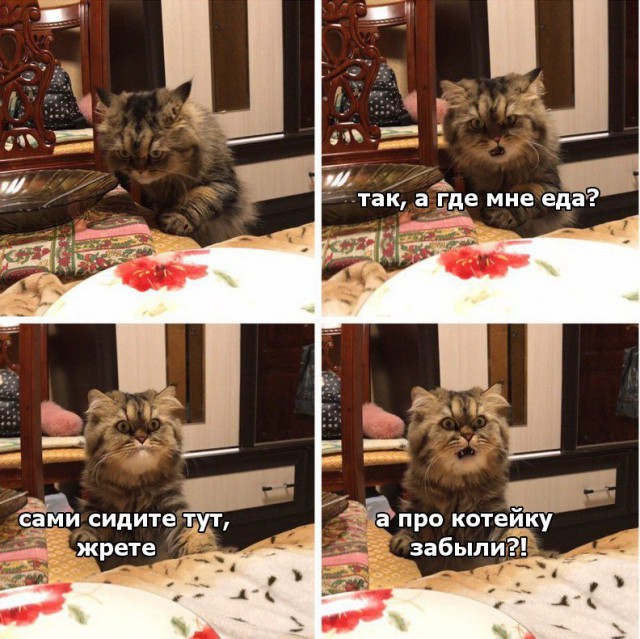 Прикольных котов пост