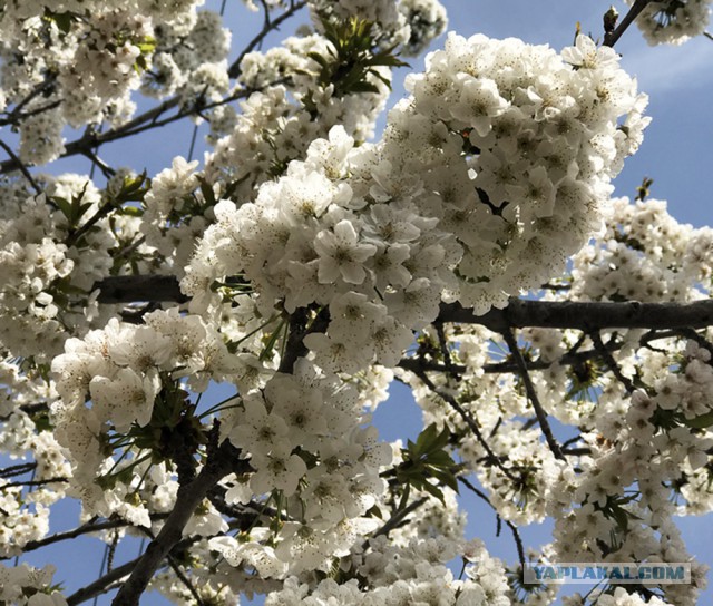 Пасхальный стол. Кулинары поздравляют!