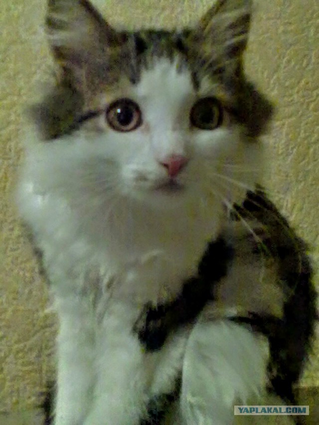 Котовторник  01.05.2018