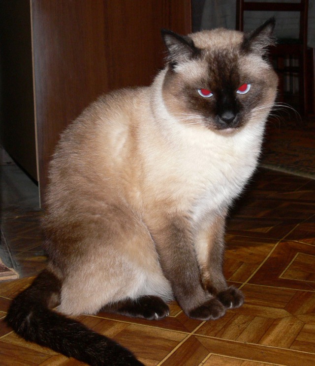 Котовторник