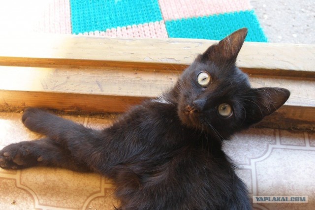 Котовторник  на  ЯПлакалъ