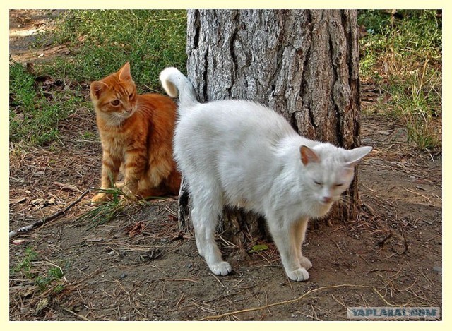 Котовторник на ЯПлакалъ