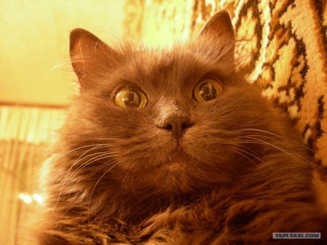 Котовторник на ЯПе (21.04.2009)