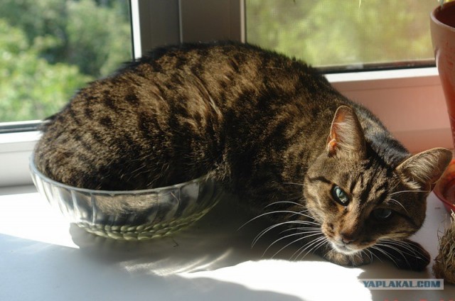 Котопятница